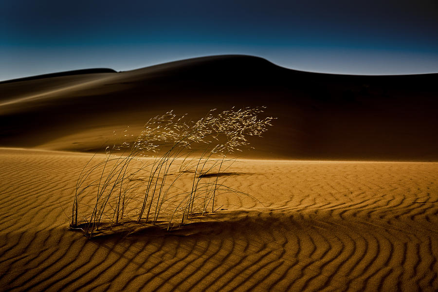 Seed&sand Photograph by Rainer Inderst