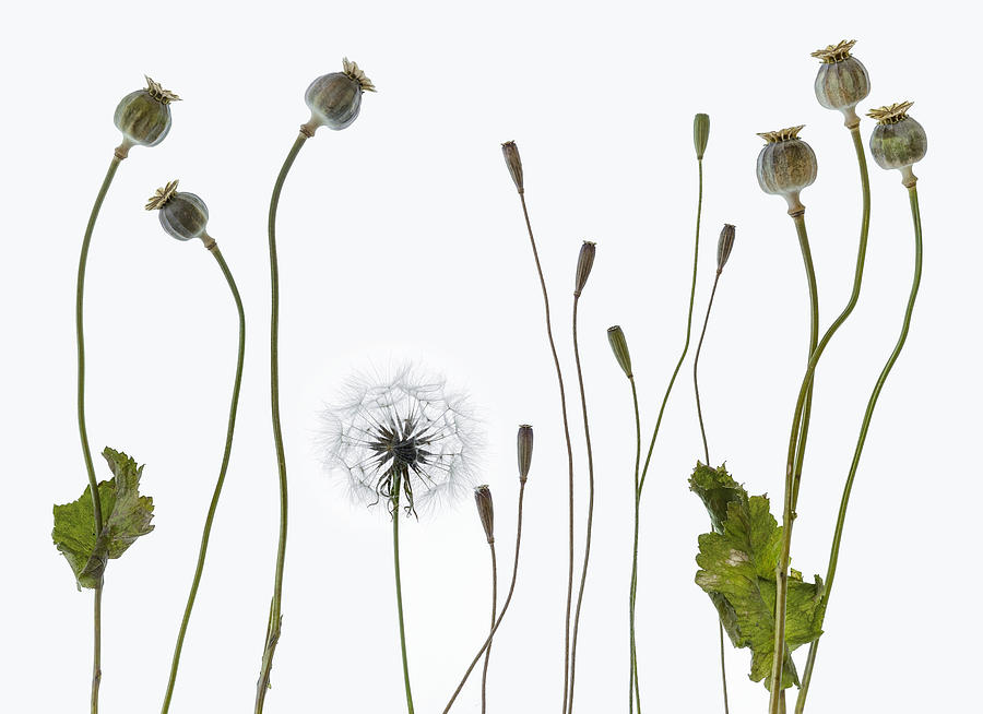 Poppy Photograph - Seedheads by Lotte Grnkjr