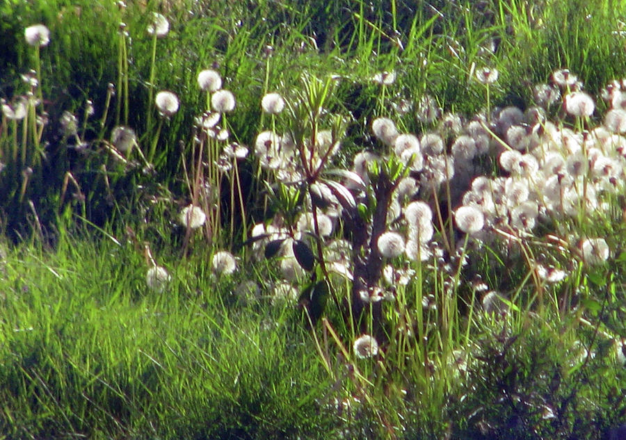 Field Of Seed Heads Photograph
