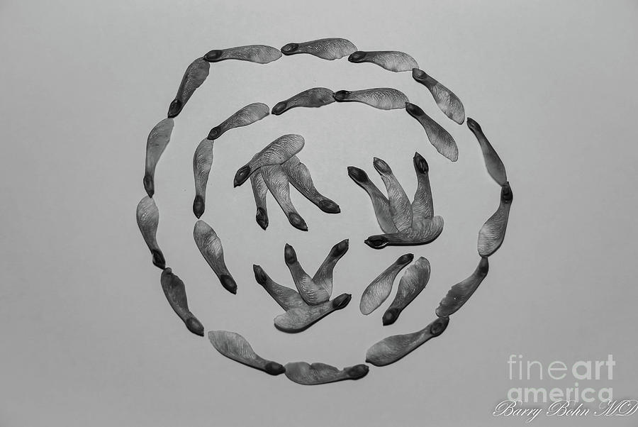 Seeds BW Photograph by Barry Bohn