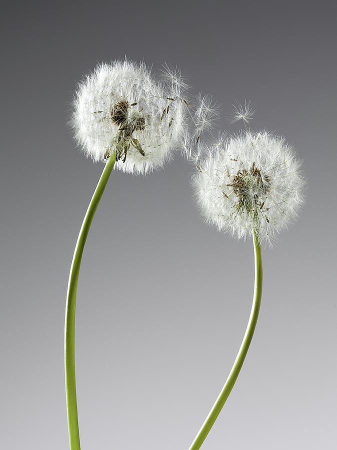 Seeds Connecting Two Dandelions Photograph by Andy Roberts