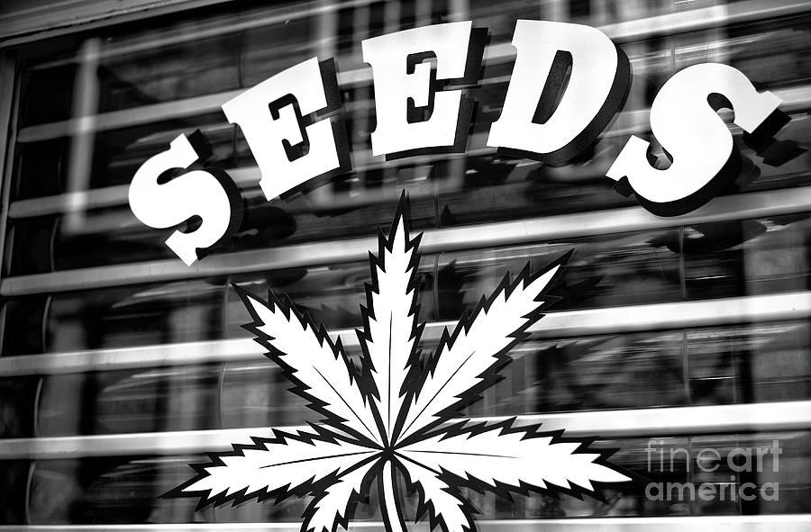 Seeds in Amsterdam Photograph by John Rizzuto