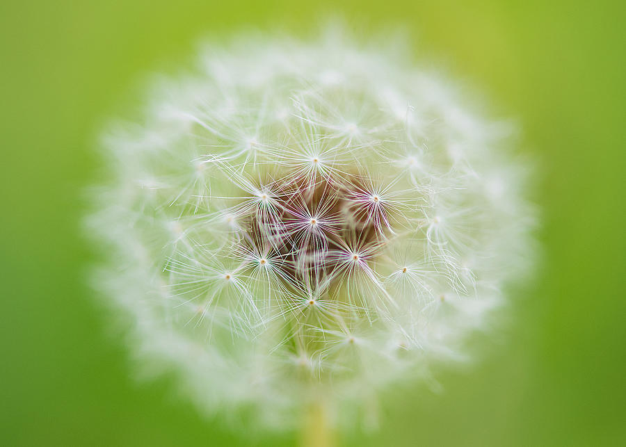 Nature Photograph - Seeds Of Angel by Hidenori Sono