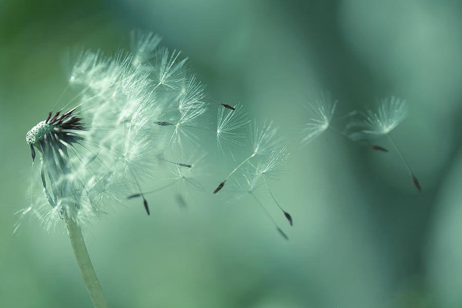 Wind Photograph - Seeds Of Dandelion by Florence Barreau