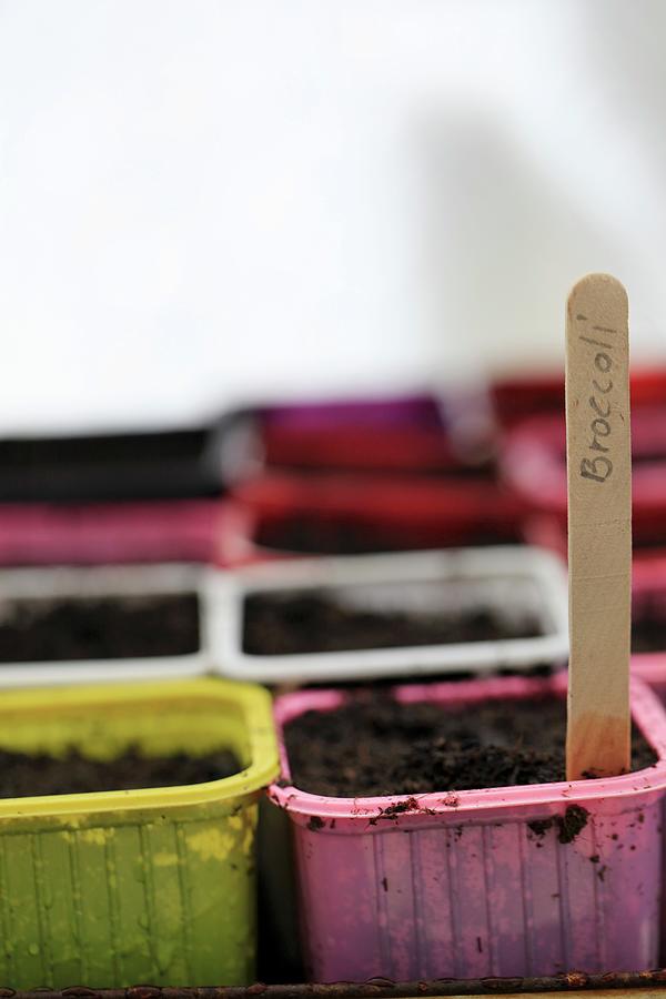 Spring Photograph - Seeds Sown In Labelled Pots by Barbara Bonisolli