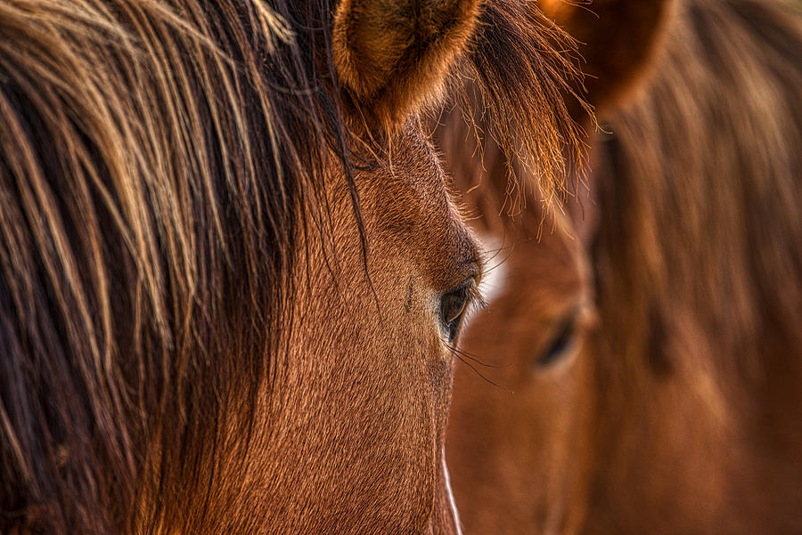Horse Photograph - Seeing Double by Rachel