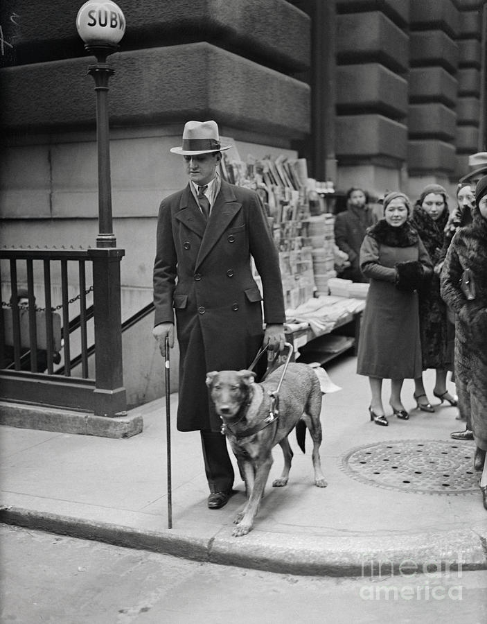 Seeing Eye Dog Leading Man In New York Photograph by Bettmann