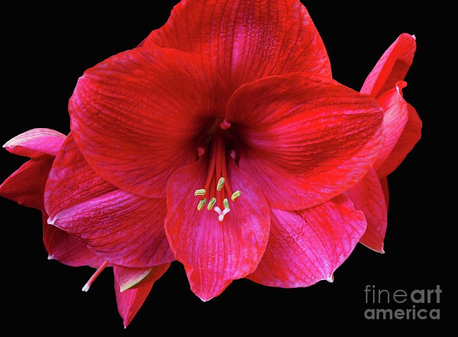 Flower Photograph - Seeing Red by Cindy Manero