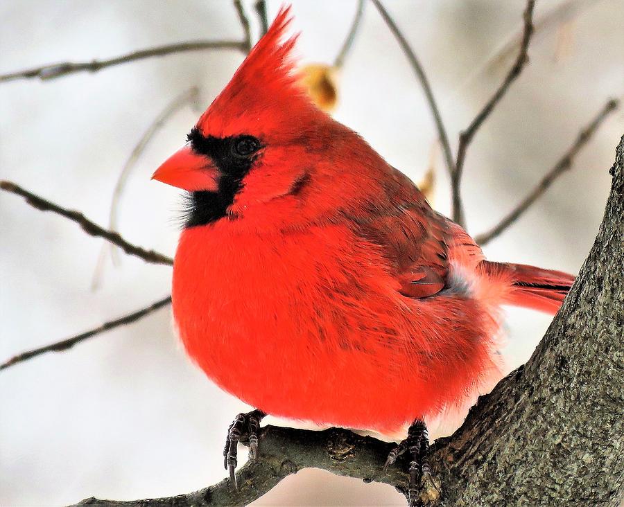 Seeing Red on a Gray Afternoon  Photograph by Lori Frisch
