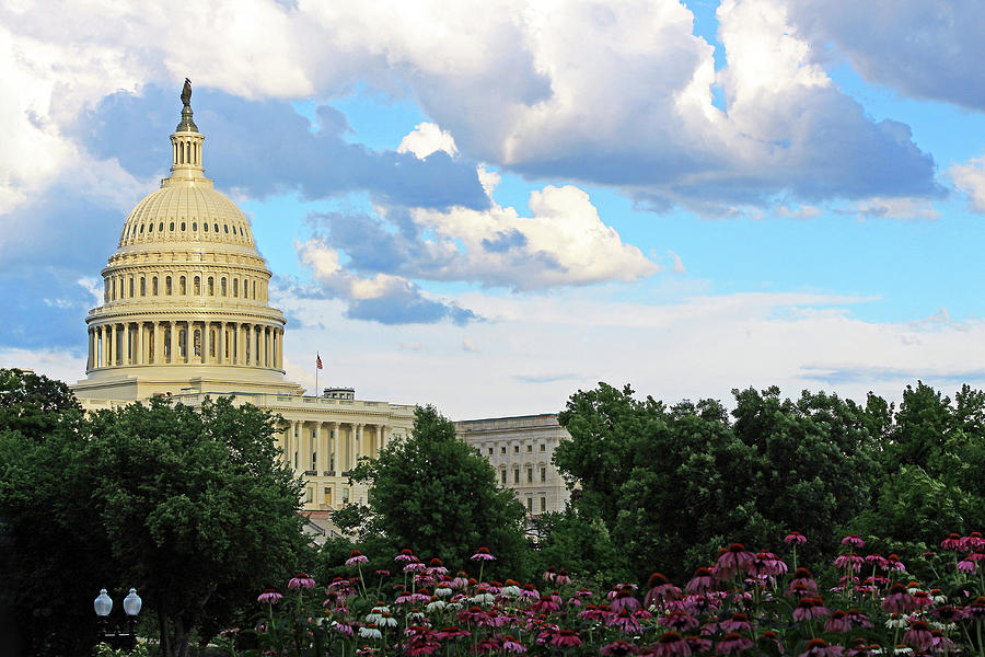 Seeing The United States Capitol Through Flowers And Trees Photograph by Cora Wandel