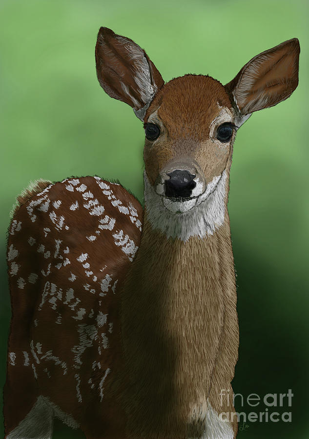Seek the White-Tailed Deer Fawn by Ford Family Seek the White-Tailed Deer Fawn by Ford Family