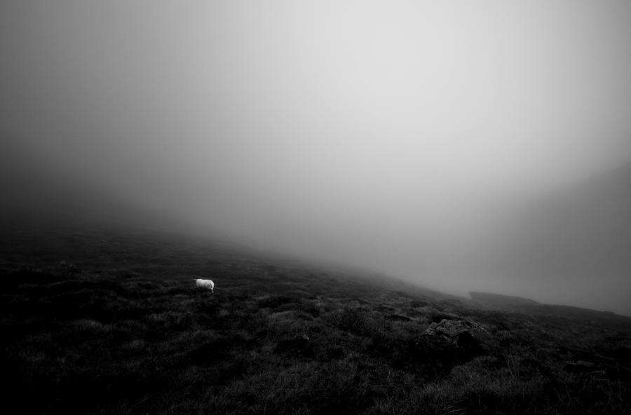 Sheep Photograph - Seeking by John Colbensen
