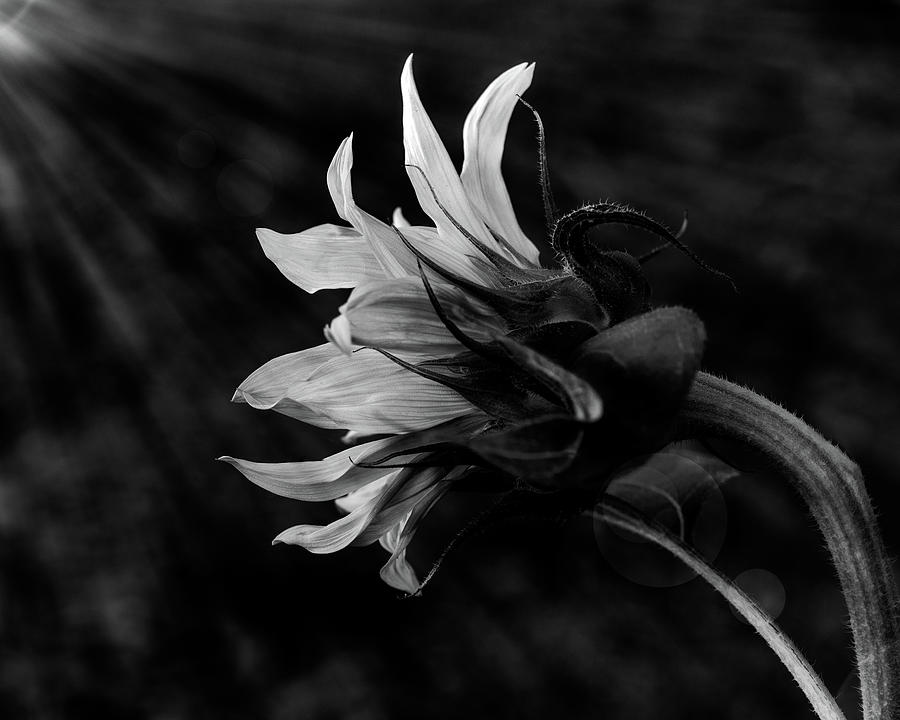Sunflower Photograph - Seeking that light by Alessandra RC