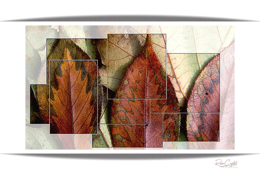 Segmented Autumn Photograph by Rene Crystal