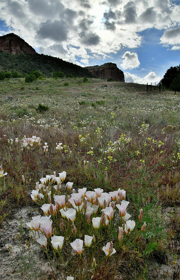 Sego Lilies at Colorado National Monument Photograph by Ray Mathis