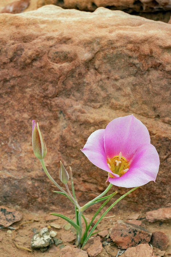 Sego Lily In Arches National Park Photograph by Jeff Foott