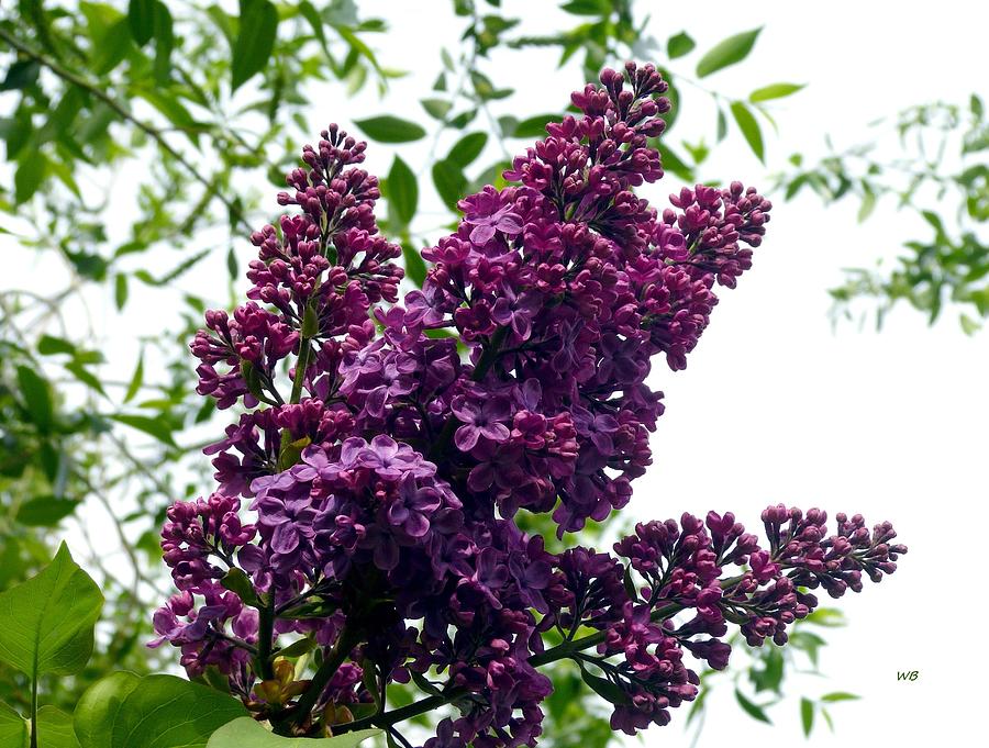 Select French Lilacs Photograph by Will Borden