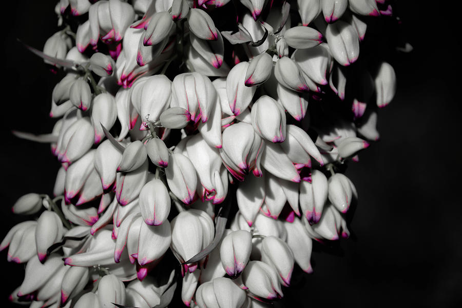 Selective Color Blooming Cactus Photograph by Debra Kewley