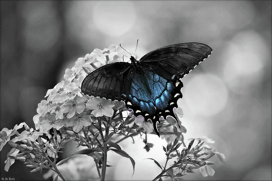 Butterfly Photograph - Eastern Tiger Swallowtail Selective Color by Marilyn DeBlock
