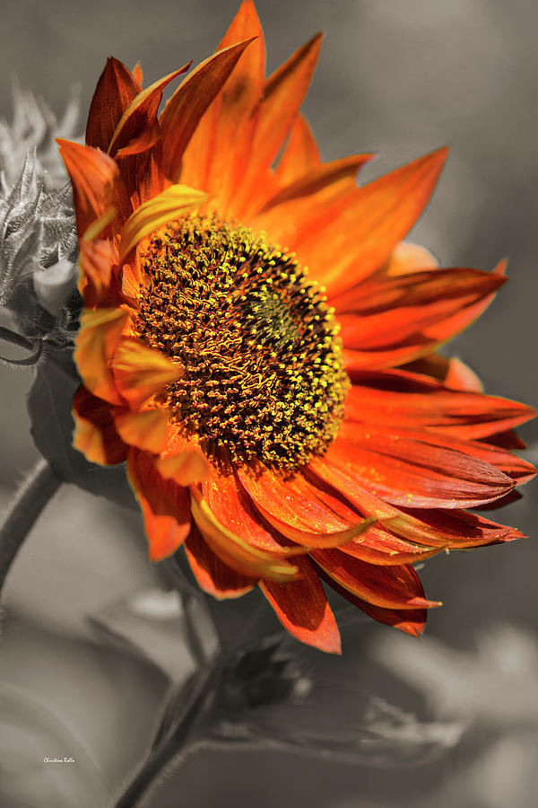 Selective Color Sunflower Photograph by Christina Rollo