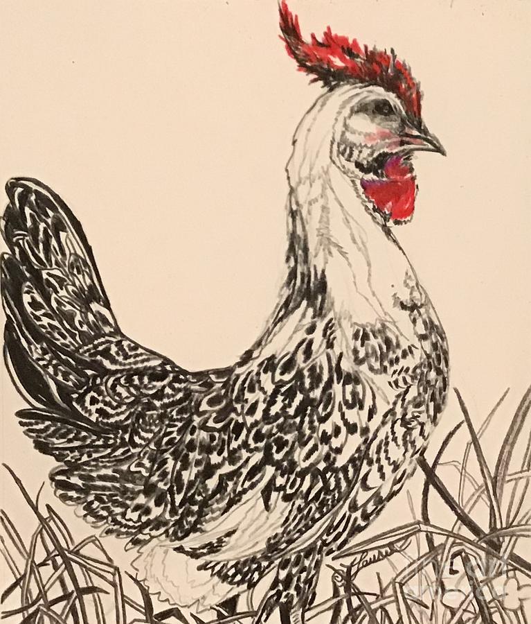 Selective Colour Silver Spangled Chicken  Drawing by Laurel Adams