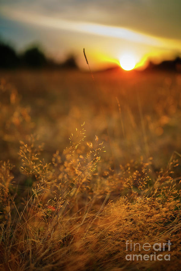 Selective focus sunset Photograph by Ragnar Lothbrok