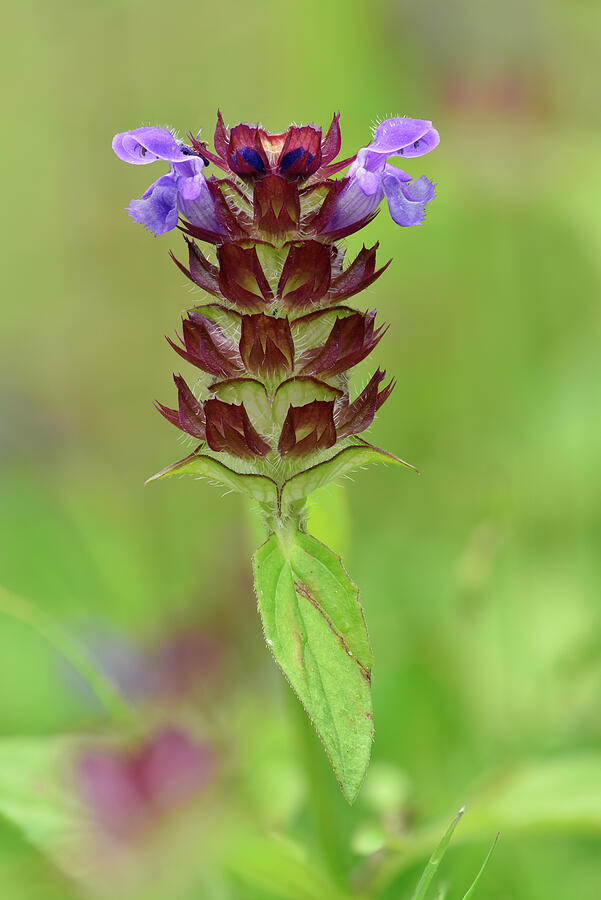 Self Heal Close Up Of Flower, Oxfordshire, England, Uk Photograph by ...