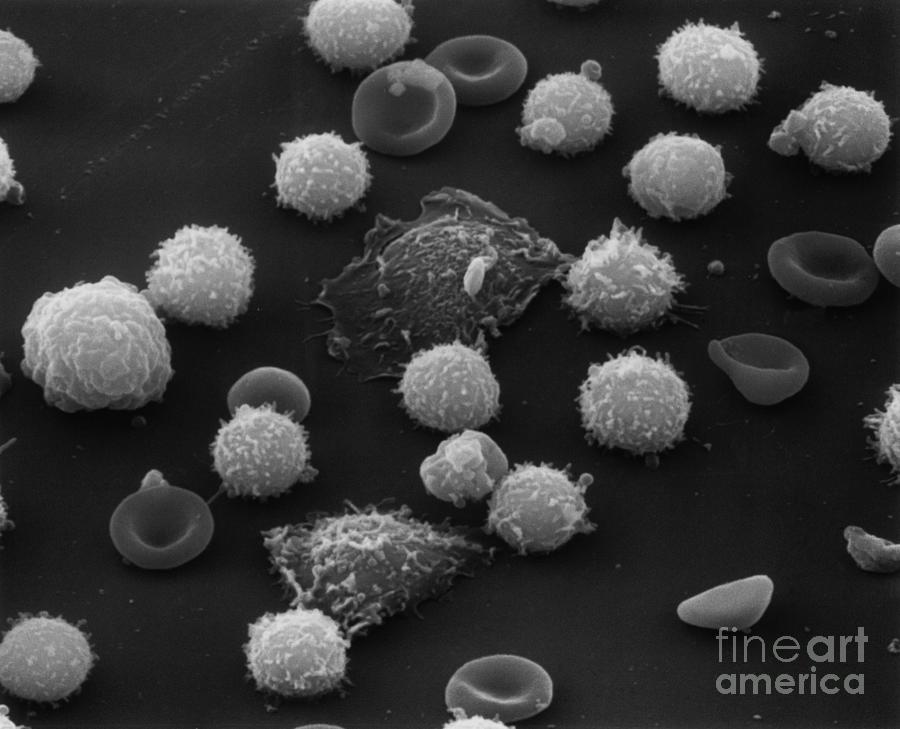 Sem F Files Of Normal White Blood Cells Photograph by Nibsc/science Photo Library