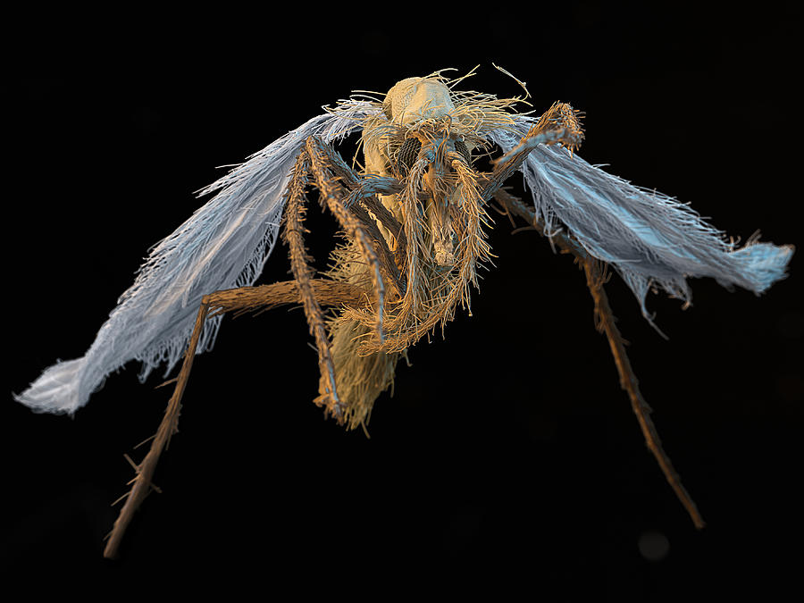 Sem Of Sand Fly Photograph by Eye of Science