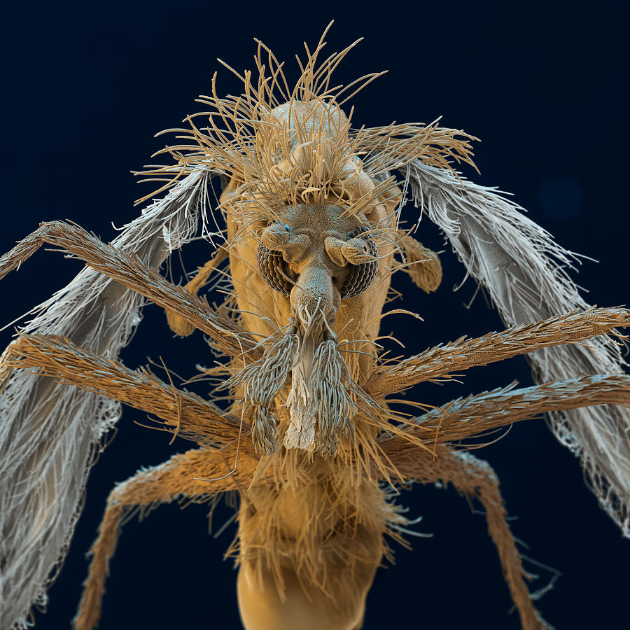 Sem Of Sand Fly Photograph by Meckes/ottawa