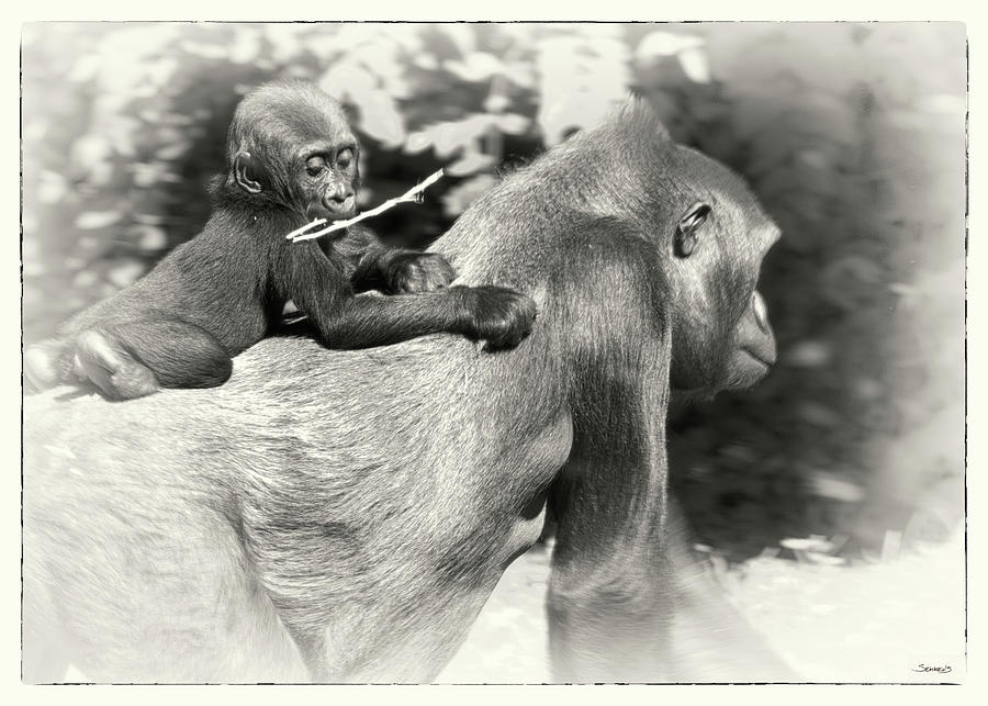 Gorilla Photograph - _sem9218_4474 by Gordon Semmens