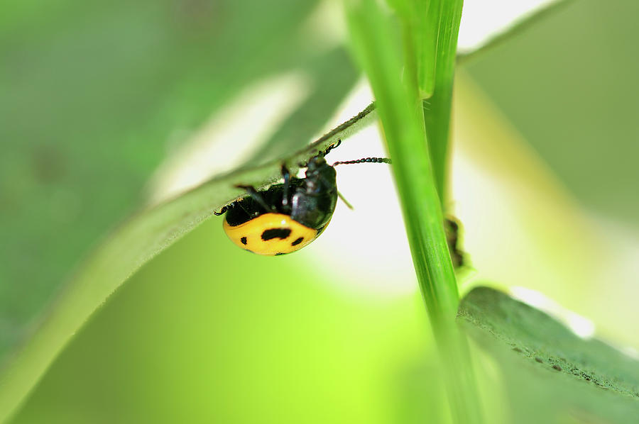 Ladybug Photograph - Sem9595 by Gordon Semmens