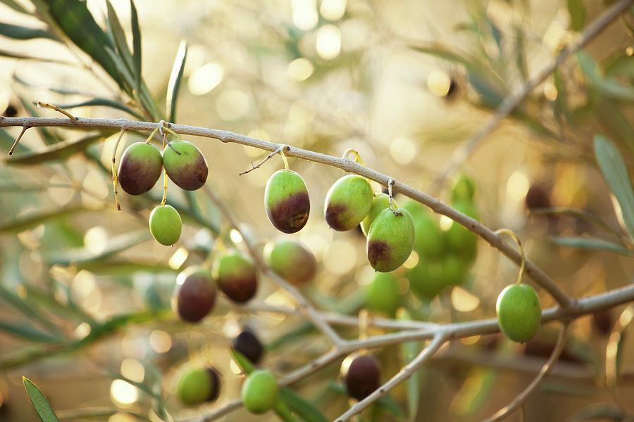 Semi-ripe Olives On A Sprig Photograph by Creative Photo Services