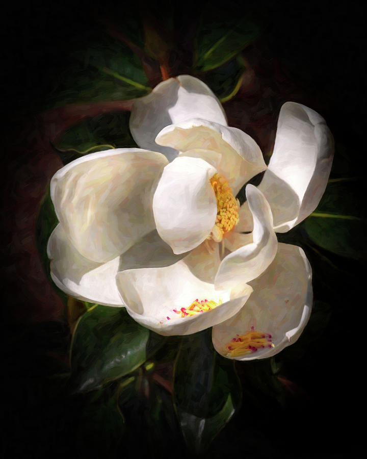Seminary Magnolia In Oils by Harriet Feagin Seminary Magnolia In Oils by Harriet Feagin