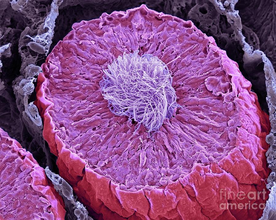 Seminiferous Tubules In The Testis Photograph by Steve Gschmeissner/science Photo Library