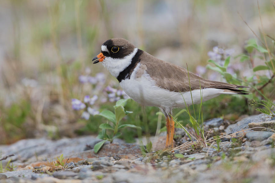 Alaska Photograph - Semipalmated Plover Calling, Creek Bed by Ken Archer Alaska Photograph - Semipalmated Plover Calling, Creek Bed by Ken Archer