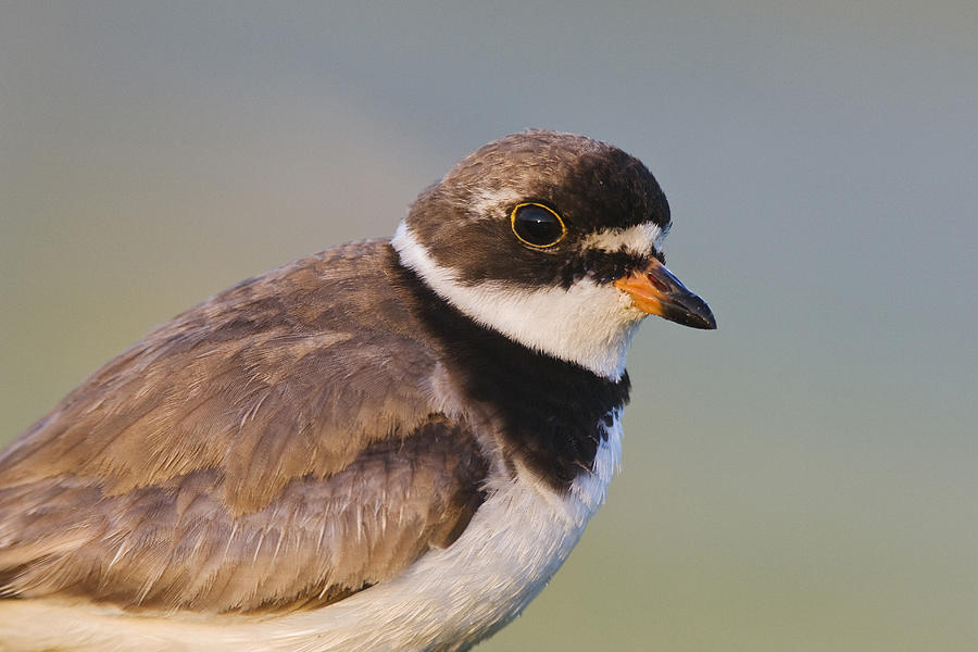 Semipalmated Plover Photograph by James Zipp