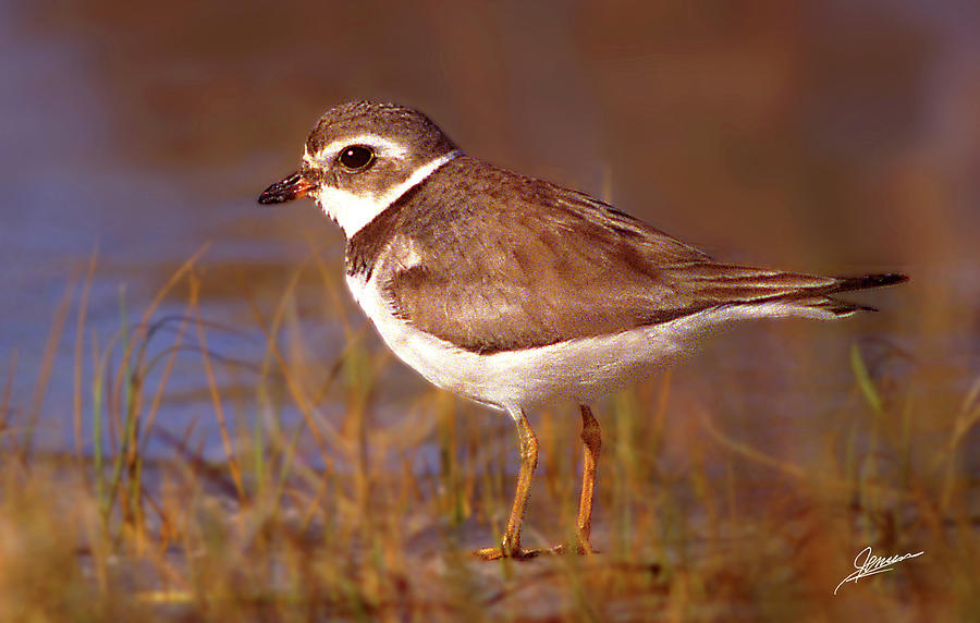 Semipalmated Plover Photograph by Phil Jensen