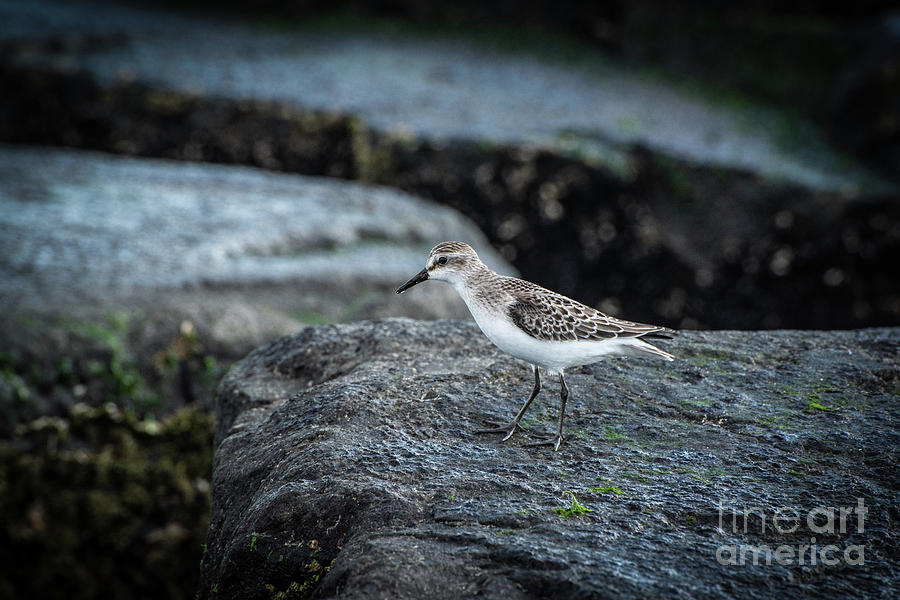 Semipalmated Sandpiper Photograph by Judy Wolinsky