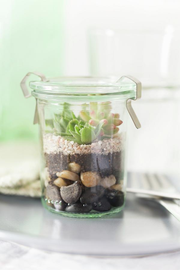 Sempervivum And Sedum On Layers Of Soil And Pebbles In Terrarium Made From Preserving Jar Photograph by Sabine Lscher