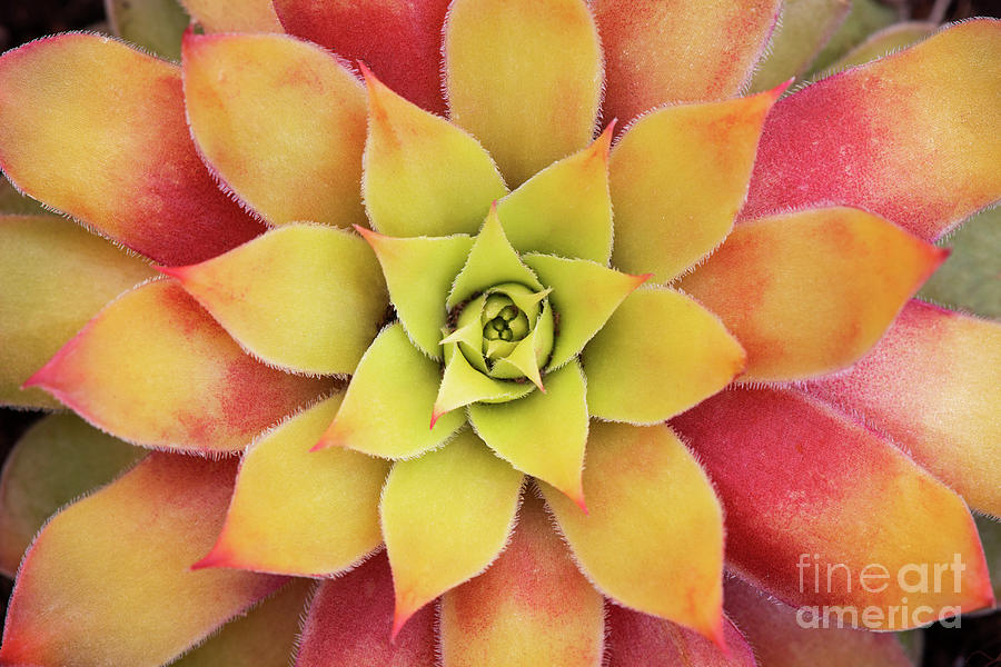 Sempervivum Chick Charms Gold Nugget Photograph by Tim Gainey