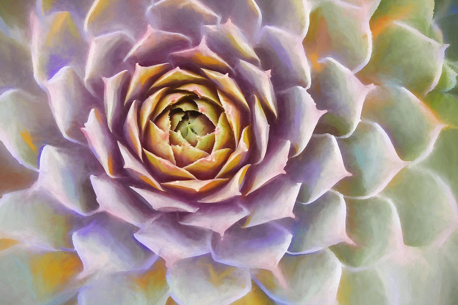 Nature Mixed Media - Sempervivum Succulent Painterly Look by Carol Leigh