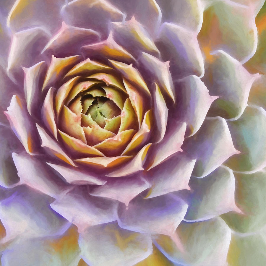 Sempervivum Succulent Square Painterly Look Mixed Media by Carol Leigh