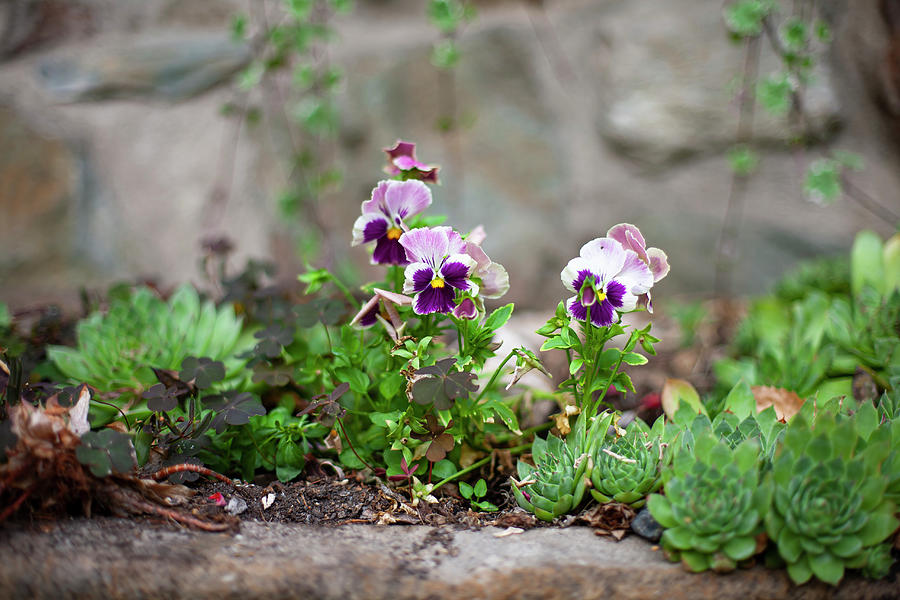 Sempervivums And Violas In Garden Photograph by Alicja Koll