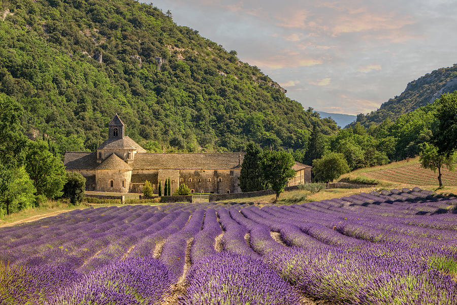 Senanque Abbey, Provence Photograph by Rob Hemphill