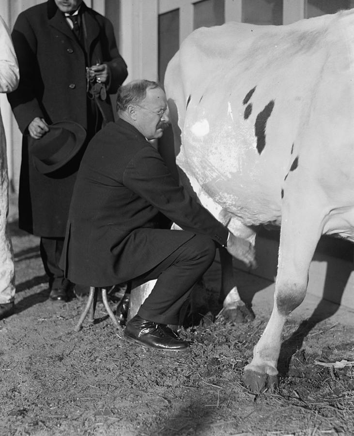 Senator Milks a Cow Painting by 