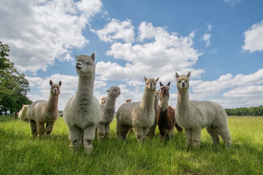 Animal Photograph - Send In The Alpacas! by Gert Van Den Bosch