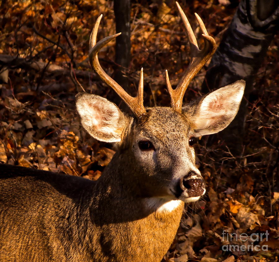 All 91+ Images how old is a 8 point buck Excellent