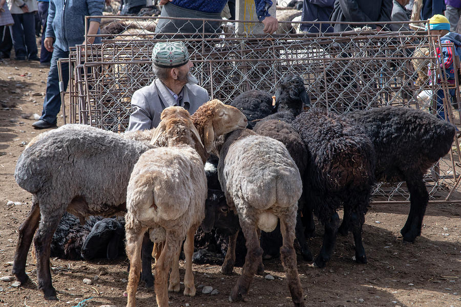 Senior man with sheep in Sunday Livestock Market, Kashgar, China Photograph by Karen Foley