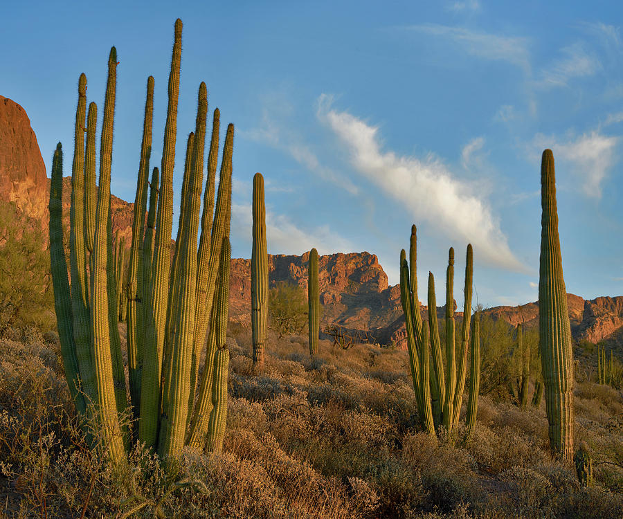 Senita Cactus, Ajo Mountains, Organ Pipe Cactus Nm, Arizona Photograph by Tim Fitzharris